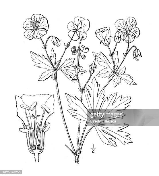 antique botany plant illustration: geranium maculatum, spotted cranesbill - geranium maculatum stock illustrations