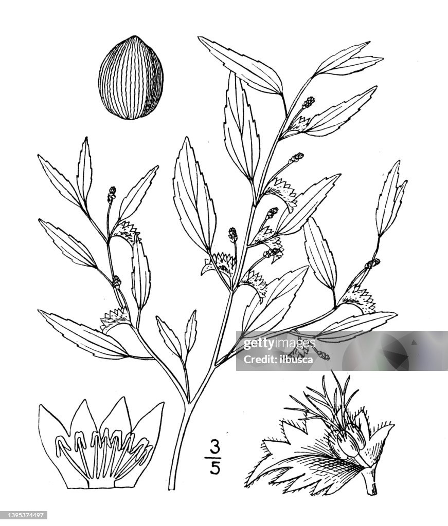 Antique botany plant illustration: Acalypha gracilens, Slender three seeded mercury