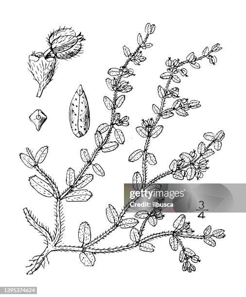 antique botany plant illustration: euphorbia stictospora, narrow seeded spurge - tapered roots stock illustrations