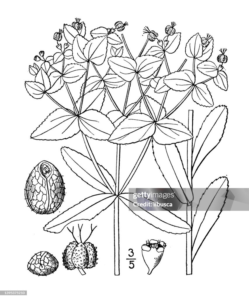 Antique botany plant illustration: Euphorbia obtusata, Blunt leaved Spurge