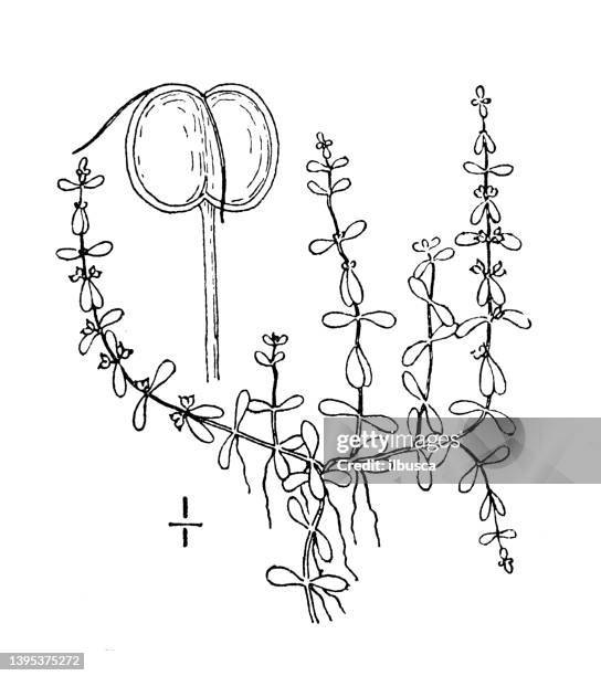 antique botany plant illustration: callitriche austini, terrestrial water starwort - callitriche stock illustrations