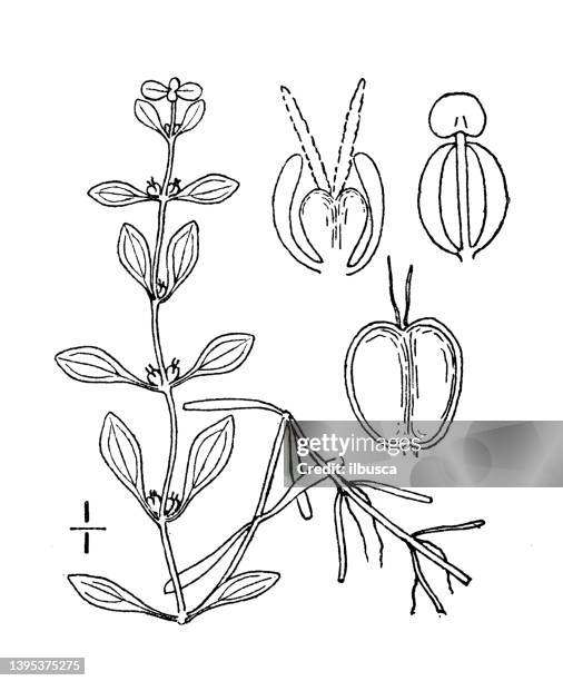 antique botany plant illustration: callitriche palustris, vernal water starwort - callitriche stock illustrations