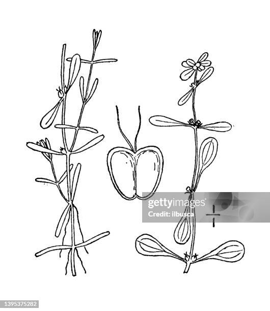 antique botany plant illustration: callitriche heterophylla, larger water starwort - callitriche stock illustrations