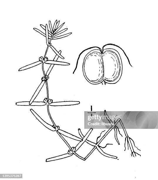 antique botany plant illustration: callitriche bifida, autumnal water starwort - callitriche stock illustrations