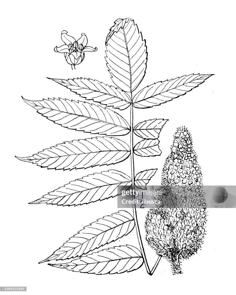 Antique botany plant illustration: Rhus hirta, Staghorn Sumac