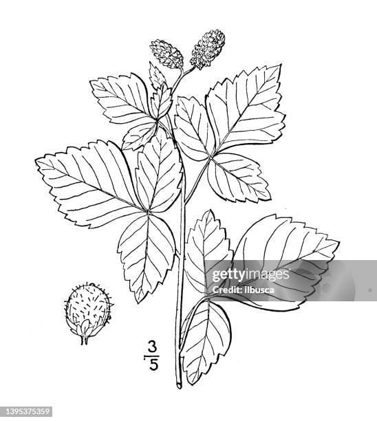 Sumac Inplan Drawing Illustrations, cliparts, dessins animés et icônes de Sumac Plant ...