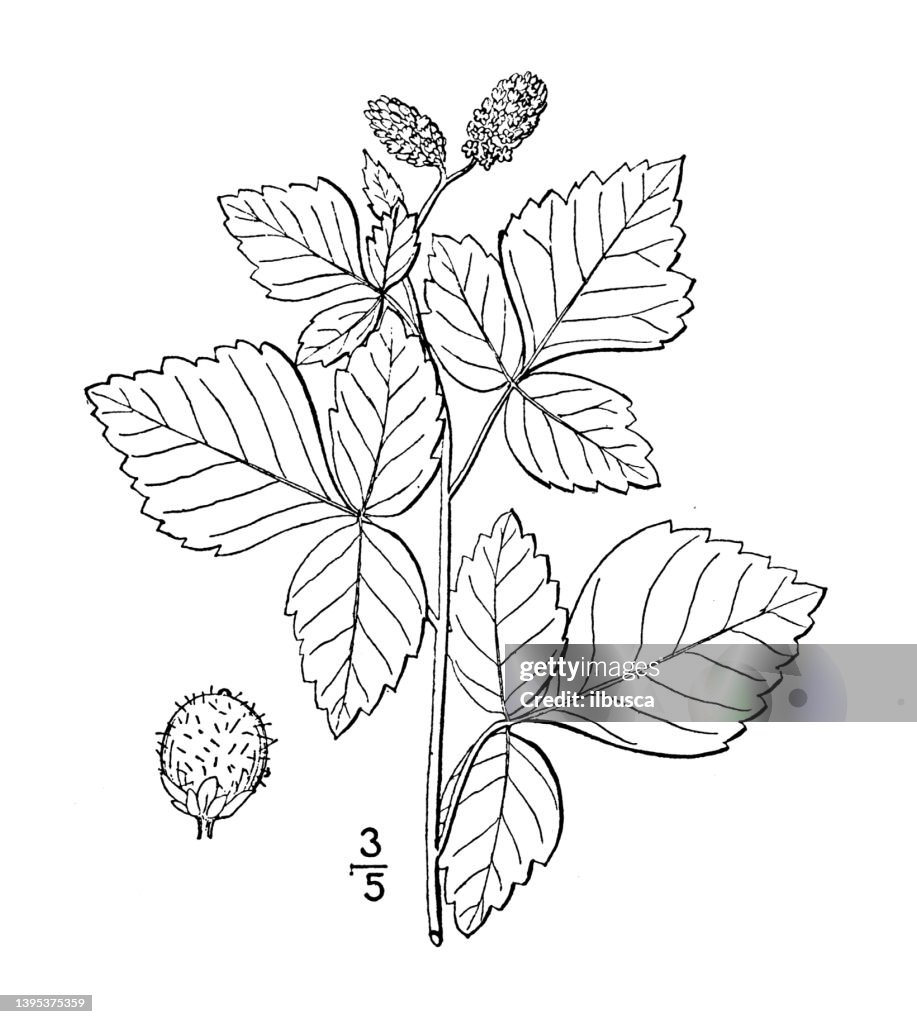 Sumac Drawing Antique Botany Plant Illustration Rhus Aromatica Fragrant Sumac High ...