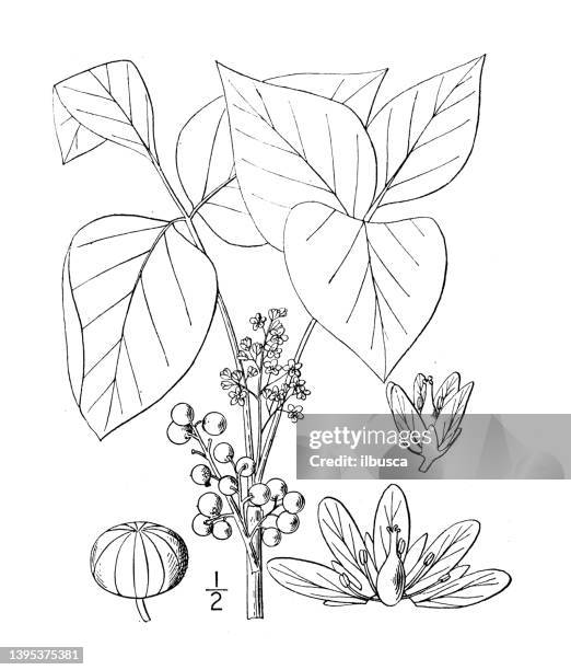 antique botany plant illustration: rhus radicans, poison ivy - poison ivy leaves stock illustrations