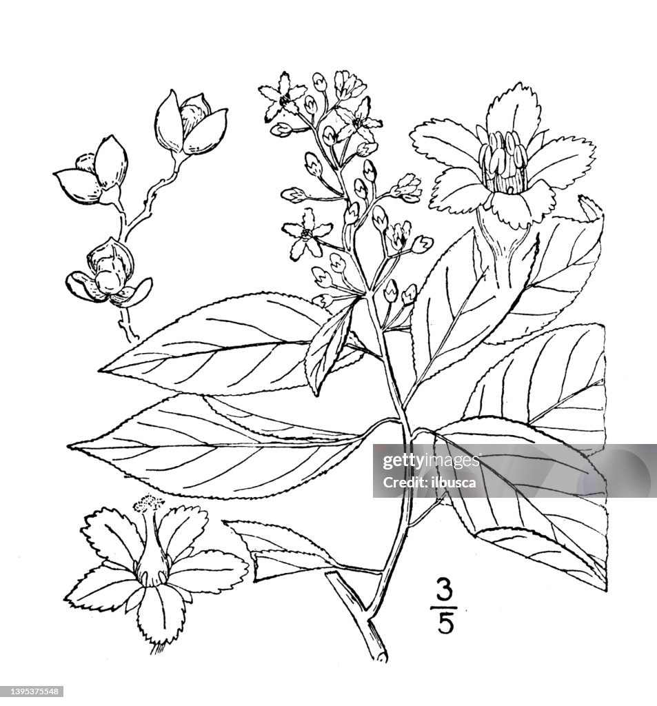 Antique botany plant illustration: Celastrus scandens, Shrubby Bittersweet