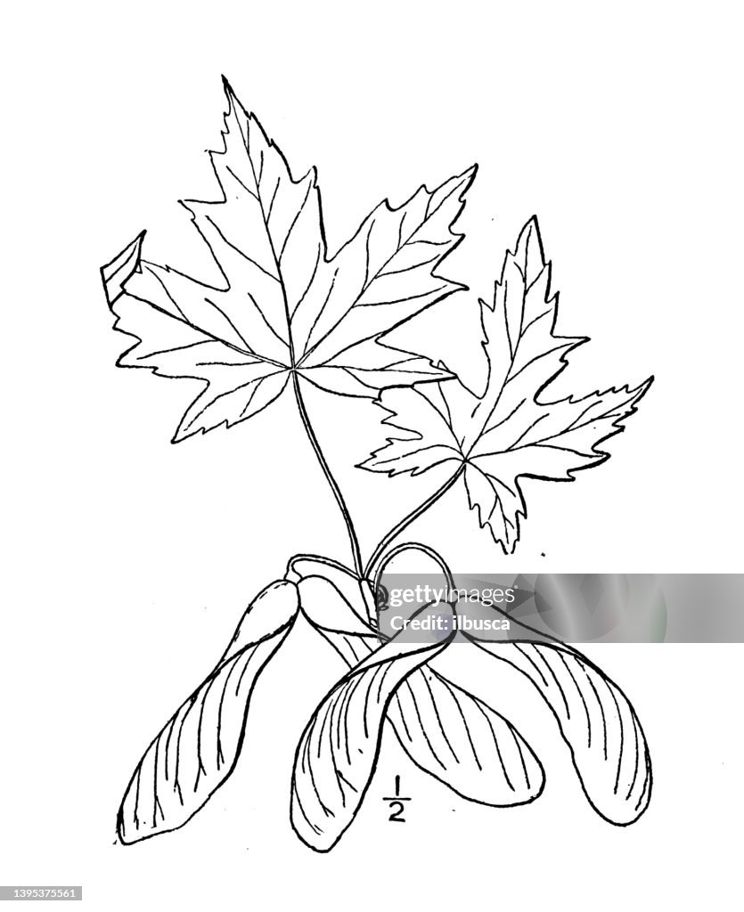 Antique botany plant illustration: Acer saccharinum, Silver Maple