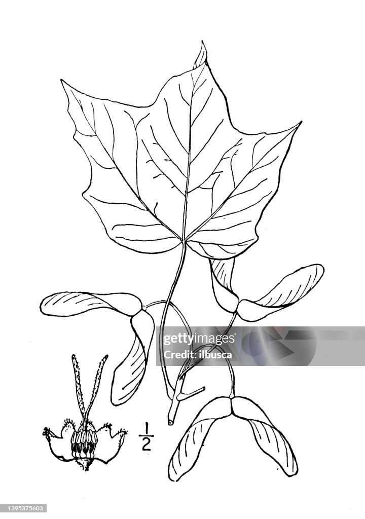 Antique botany plant illustration: Acer nigrum, Black sugar Maple