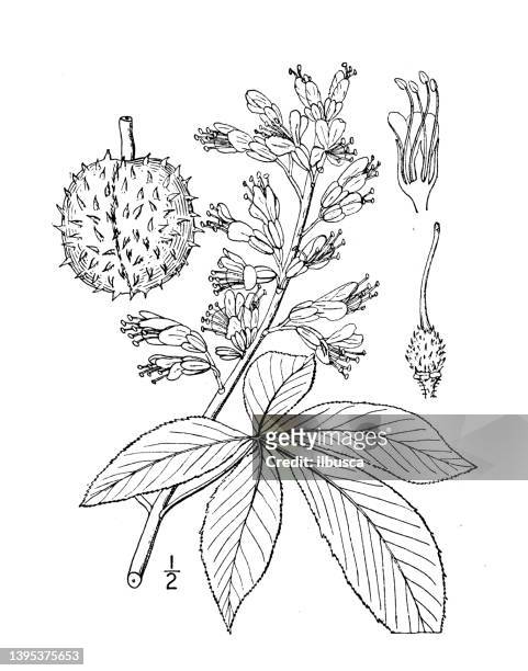 antique botany plant illustration: aesculus glabra, fetid buckeye - horse chestnut tree stock illustrations