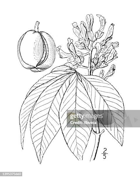 Antique Botany Plant Illustration Aesculus Octandra Big Buckeye High-Res Vector Graphic