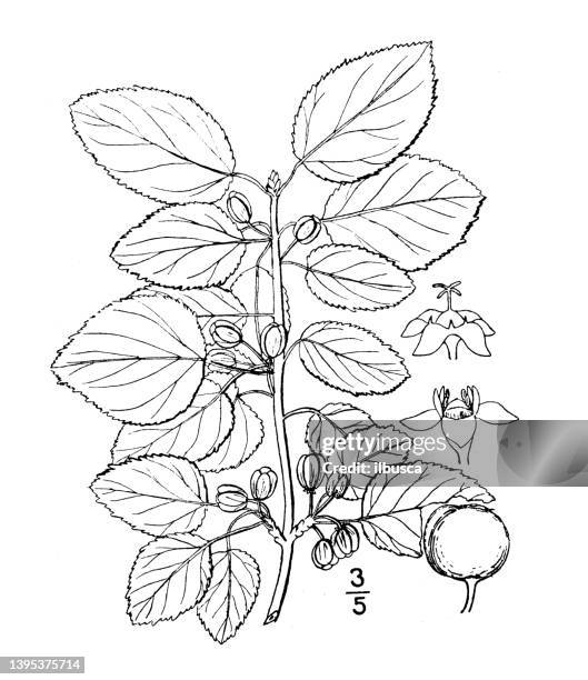 antique botany plant illustration: rhamnus cathartica, buckthorn - rhamnus cathartica stock illustrations