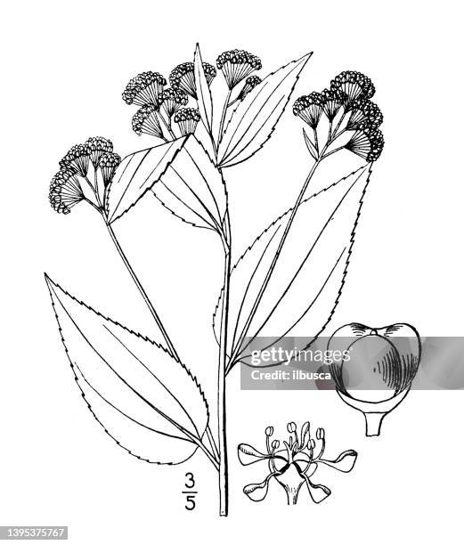 antique botany plant illustration: ceanothus americanus, new jersey tea - buckthorn stock illustrations