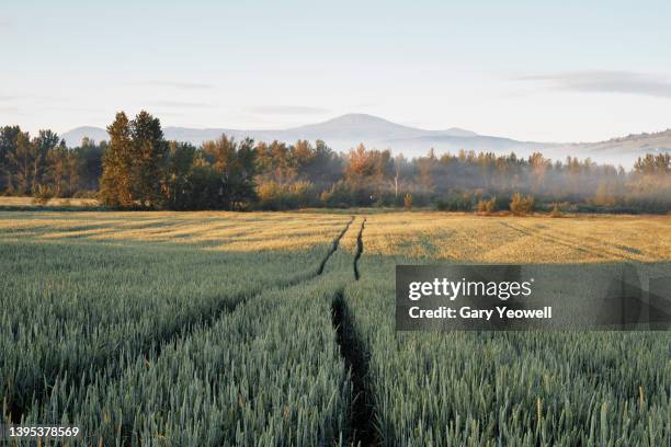 idyllic tuscany landscape at sunrise - italian cypress fotografías e imágenes de stock