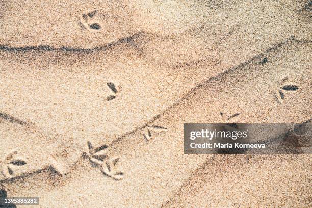 sand on the beach with footprints of seagulls. - sea water bird stock pictures, royalty-free photos & images