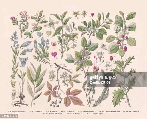 flowering plants (rosids and eudicots), hand-colored wood engraving, published 1887 - blackberry fruit pattern stock illustrations