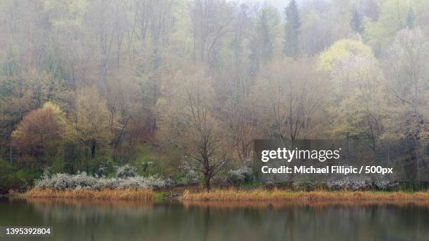 scenic view of lake in forest,thal bei graz,austria - thal austria stock-fotos und bilder