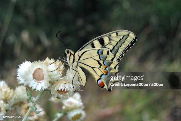 close-up of butterfly pollinating on flower - old world swallowtail stock pictures, royalty-free photos & images