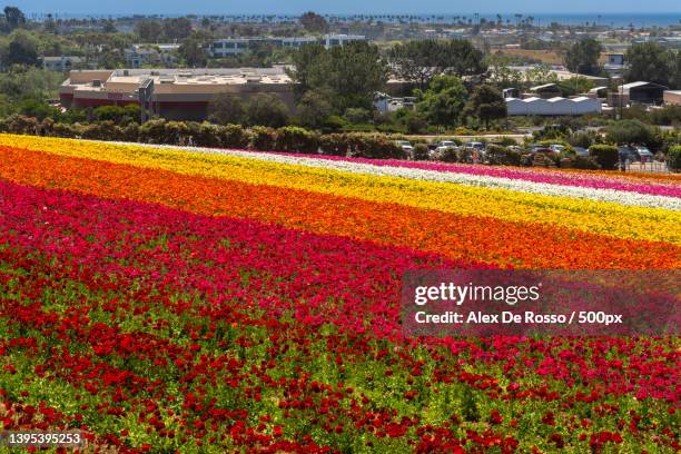 scenic view of flowering plants on field against sky,carlsbad,california,united states,usa - carlsbad kalifornien stock-fotos und bilder