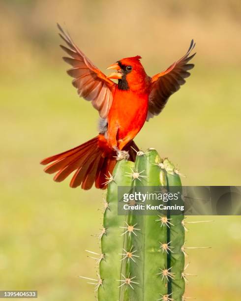 nördliches kardinalmännchen auf einem kaktus - cardinals stock-fotos und bilder
