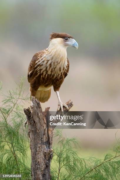 crested caracara juvenile perching - sable stock pictures, royalty-free photos & images