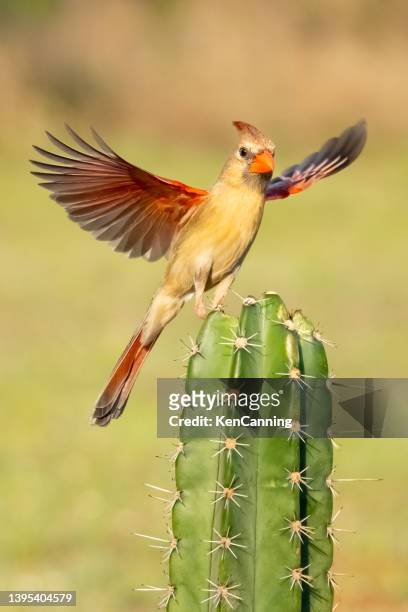 northern cardinal female landing on a cactus - desert sable stockfoto's en -beelden