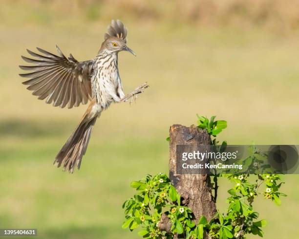 long-billed thrasher landing on a perch - sable stock pictures, royalty-free photos & images