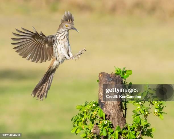 long-billed thrasher aterrissando em um poleiro - flower blossom - fotografias e filmes do acervo