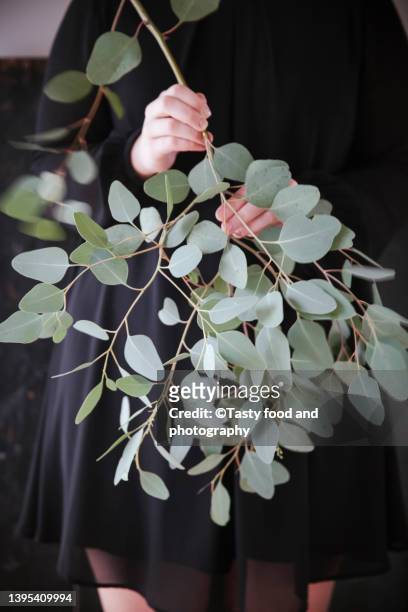 eucalyptus branch - eucalyptus leaves stock-fotos und bilder