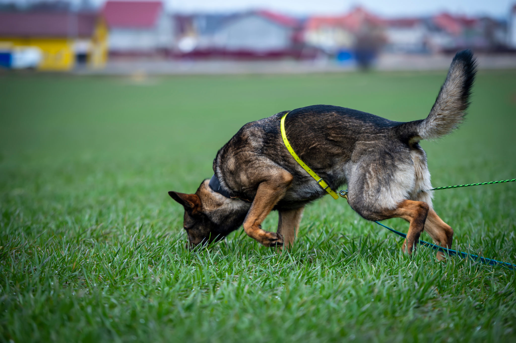 Tracking dog german shepherd getting a smell Tracking dog german shepherd getting a smell