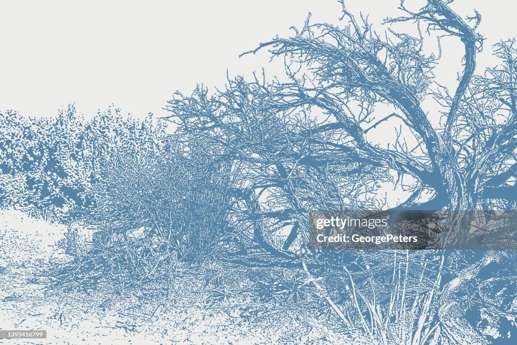 Dead Juniper Tree