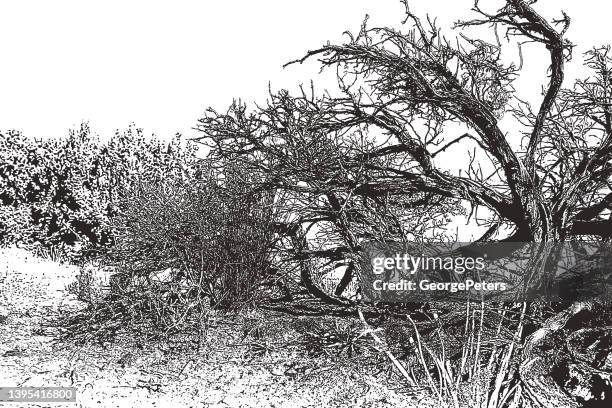 dead juniper tree - pinion stock illustrations