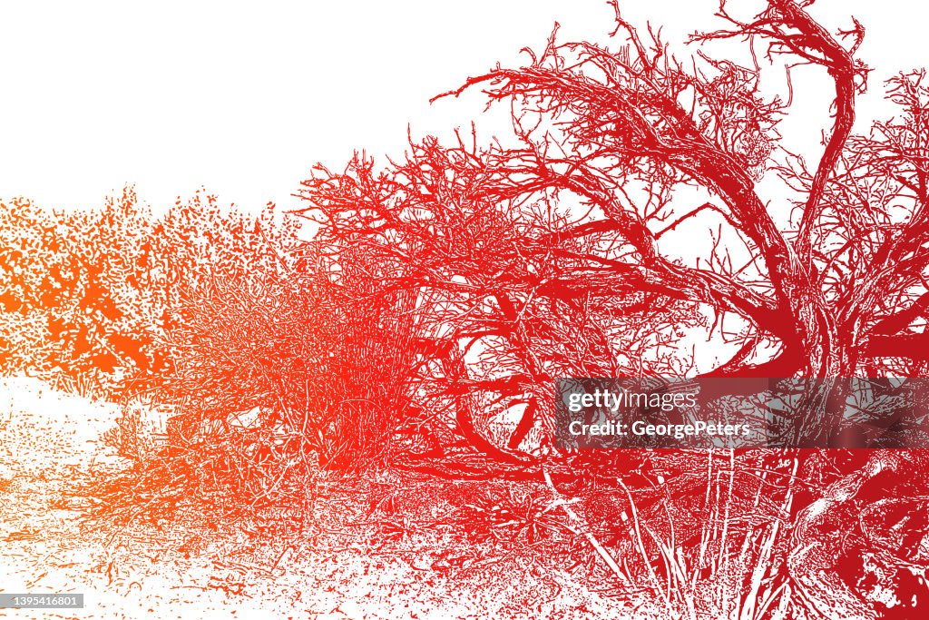 Dead Juniper Tree