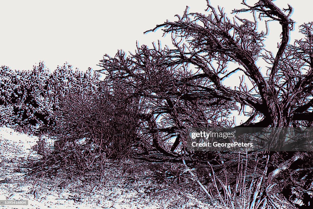 Dead Juniper Tree
