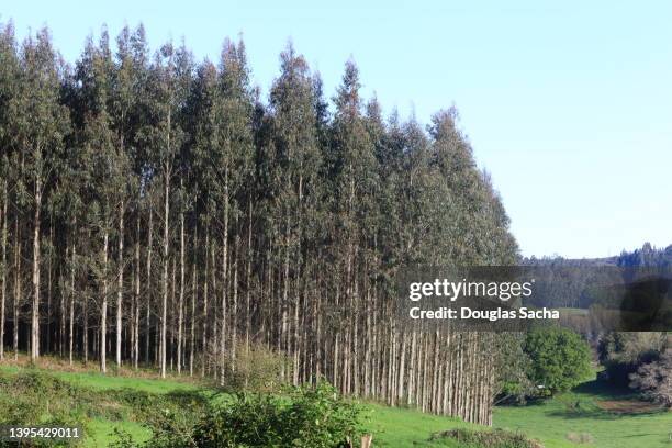 eucalyptus tree plantation for timber and pulp industries (eucalyptus camaldulensis - red gum tree) - introduced species stock pictures, royalty-free photos & images