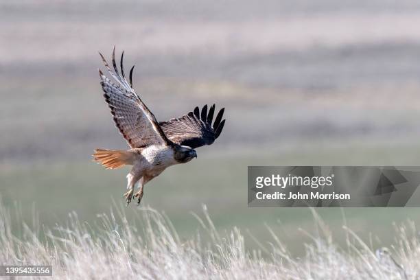 red tailed hawk taking flight on ranch land prairie - roodstaartbuizerd stockfoto's en -beelden