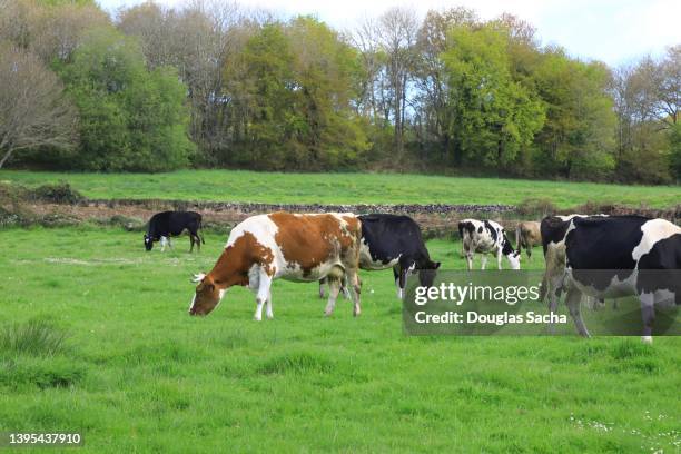 dairy cows grazing on the farm - champs et lait photos et images de collection