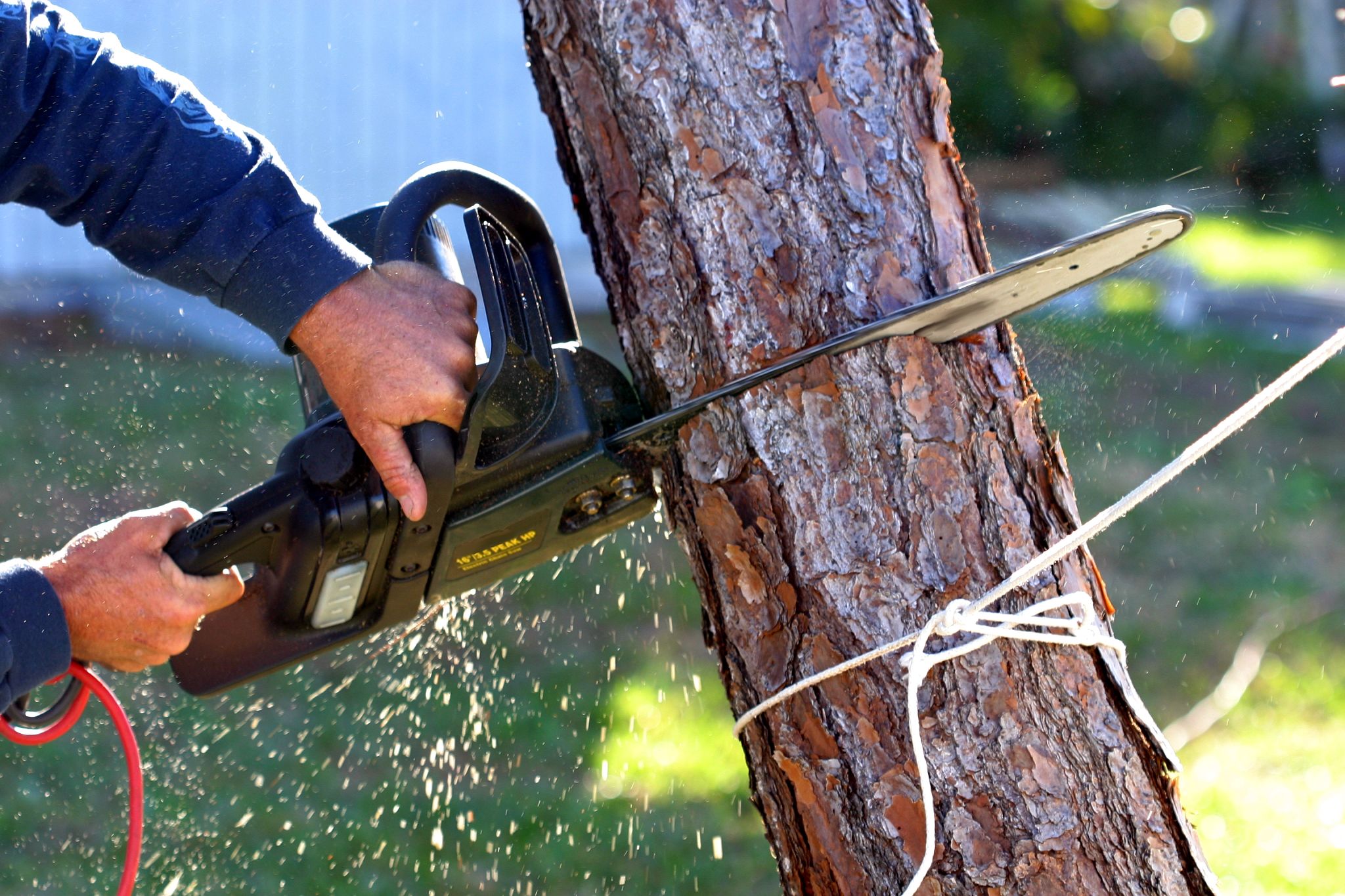 safe tree removal