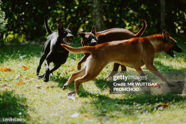 dog fight. - dog aggression stock pictures, royalty-free photos & images