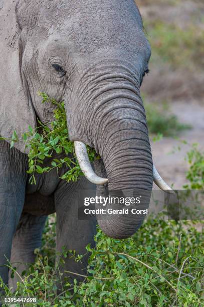 l'elefante africano del bush o elefante della savana africana, loxodonta africana. parco nazionale di amboseli, kenya. mangiare erba. - animal nose foto e immagini stock