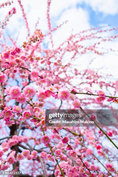 weeping japanese plum blossoms - prunus mume stockfoto's en -beelden