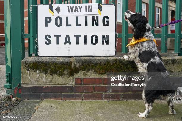 Dog waits for its owner as polling stations open across the country in the local elections on May 05, 2022 in Sunderland, England. Voters go to the...