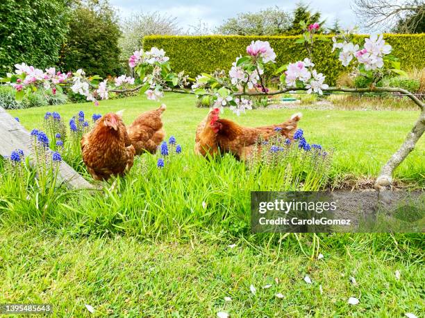 free range lohmann brown hens  foraging in a springtime garden with apple blossom and tulips - boston garden stockfoto's en -beelden