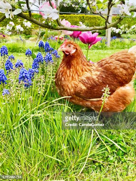 free range lohmann brown hens  foraging in a springtime garden with apple blossom and tulips - chicken bird stock pictures, royalty-free photos & images