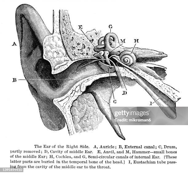 old engraved illustration of human ear of the right side - eyesight diagram stock pictures, royalty-free photos & images