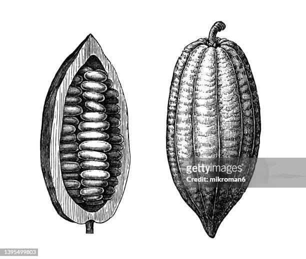 old engraved illustration of the cacao (theobroma cacao) - cocoa plant imagens e fotografias de stock