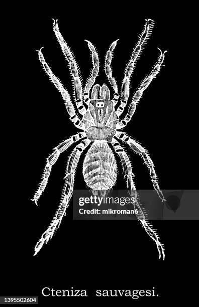 old engraved illustration of trapdoor spider - cteniza sauvagesi - trapdoor spider stock pictures, royalty-free photos & images