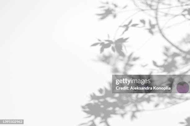 shadows of tree branches with leaves on a white wall - twig fotografías e imágenes de stock